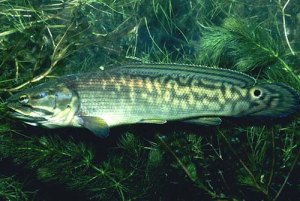 othe-bowfin-l